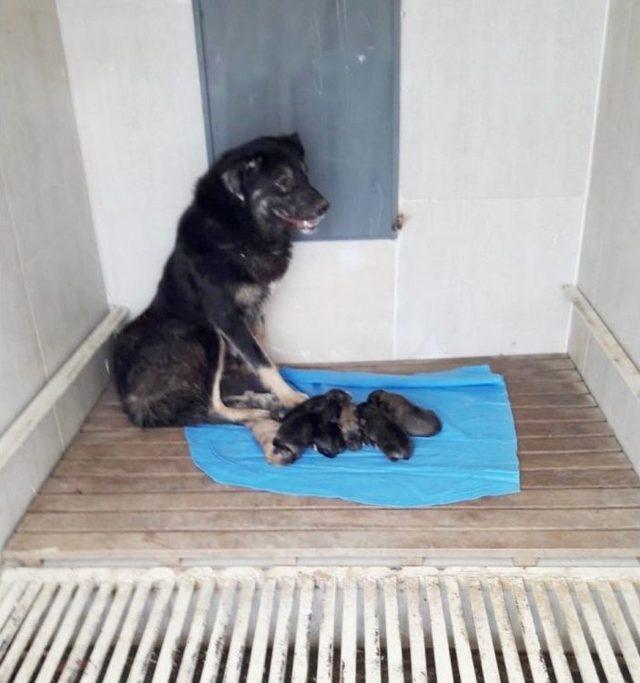 Yavru Köpekler Koruma Altına Alındı