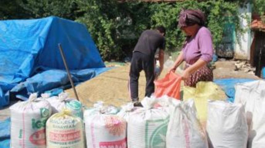 Buğday Ve Arpa Rekoltesinde Yüzde 50 Düşüş