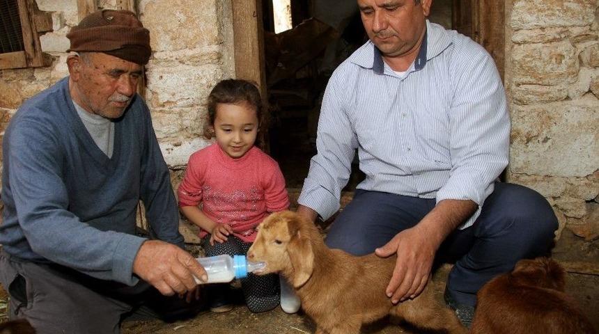 Beşiz Doğuran &rsquo;sarıkız&rsquo; Ve Bir Oğlağı Doğumdan Sonra Telef Oldu