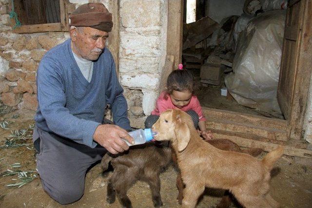 Beşiz Doğuran ’sarıkız’ Ve Bir Oğlağı Doğumdan Sonra Telef Oldu