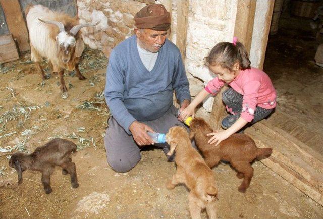 Beşiz Doğuran ’sarıkız’ Ve Bir Oğlağı Doğumdan Sonra Telef Oldu