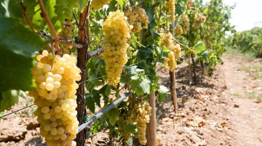 Buca&rsquo;daki &Uuml;z&uuml;m Bağı Projesinde Rekolte Bu Yıl 4 Ton