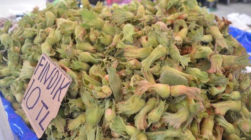 Yerli Yaş Fındığın Kilosu 10 Tl