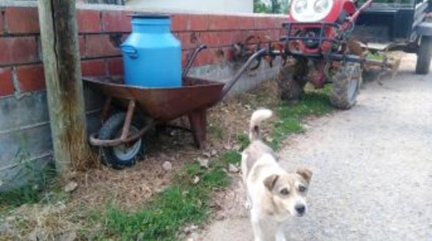 Süt Bidonuna Bekçilik Yapan Köpek