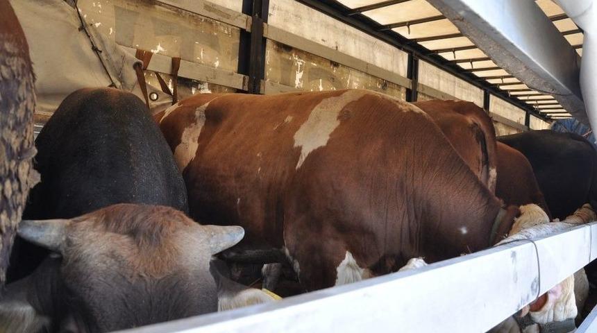 Kars’tan 80 İle Kurban Sevki Yapılacak