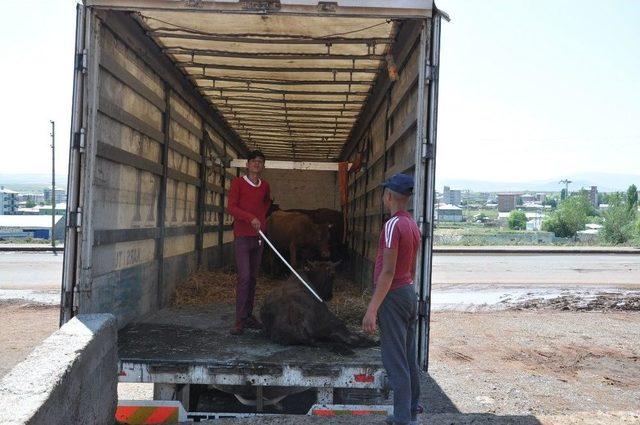 Kars’tan 80 İle Kurban Sevki Yapılacak