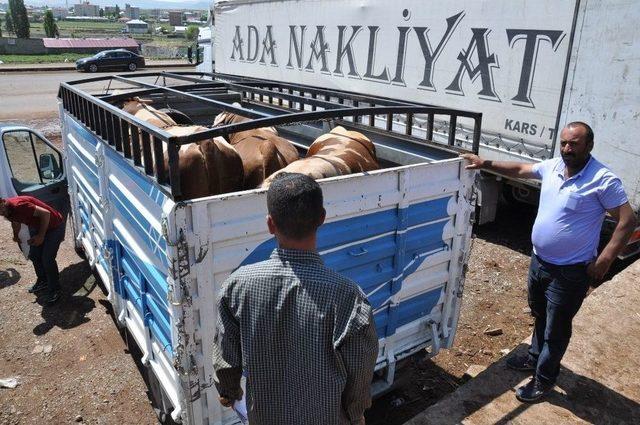 Kars’tan 80 İle Kurban Sevki Yapılacak