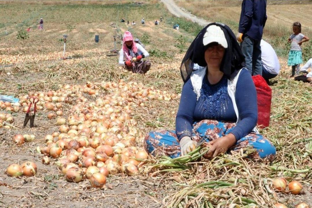 Ekmeklerini Topraktan &Ccedil;ıkartıyorlar
