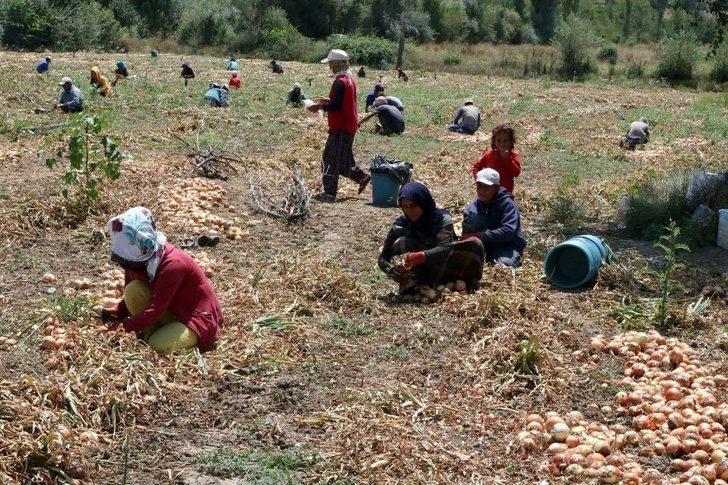 Ekmeklerini Topraktan Çıkartıyorlar G2