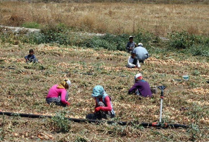 Ekmeklerini Topraktan Çıkartıyorlar G5