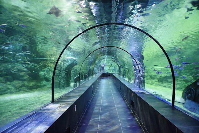 Karnesini Getiren &Ouml;ğrencilere Akvaryum &Uuml;cretsiz 1