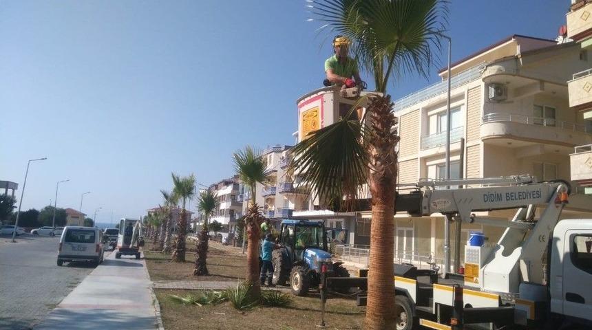 Didim’deki Yeşil Alanlarda Çalışmalar Devam Ediyor