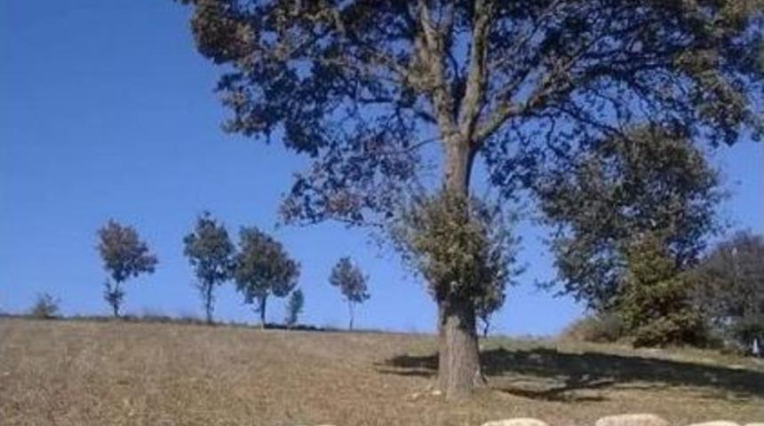 Biga&rsquo;da Meradan Koyunlar &Ccedil;alındı