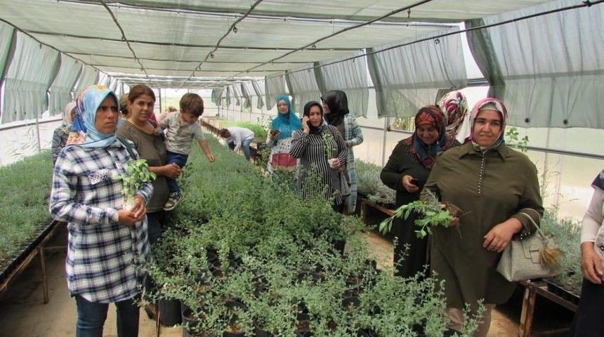 Kilis Lavanta İle Buluşuyor