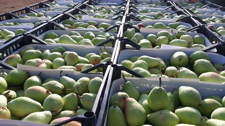 Korkuteli’de Armut Hasatı Başladı