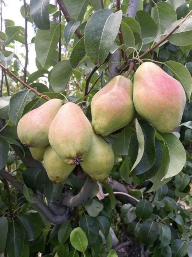 Korkuteli’de Armut Hasatı Başladı