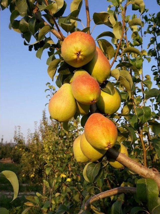 Korkuteli’de Armut Hasatı Başladı