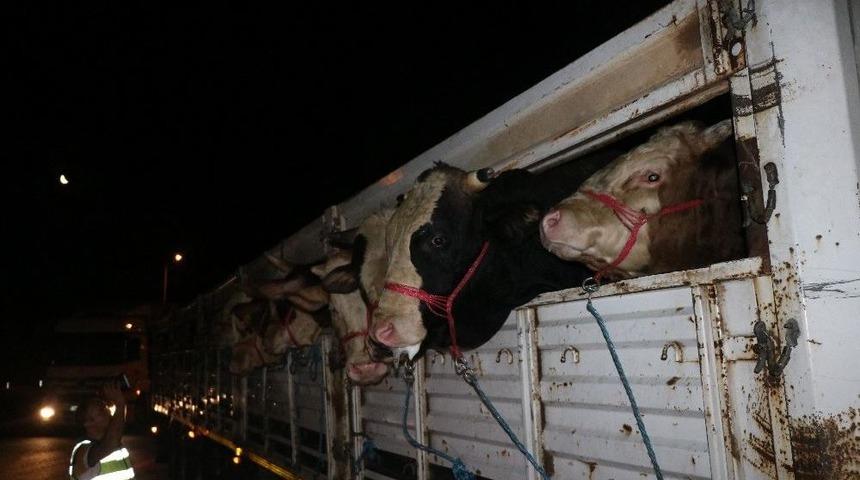 İlk Kurbanlıklar İstanbul&rsquo;a Geldi