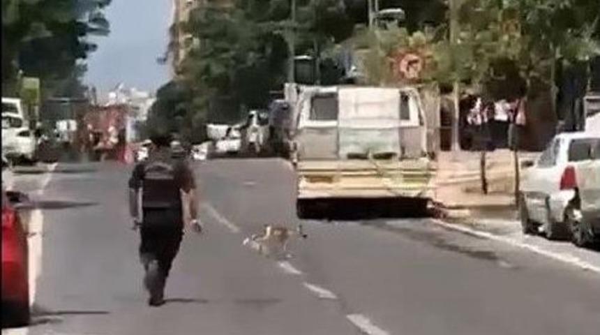 Şehrin G&ouml;beğinde Tilki Kovalamacası