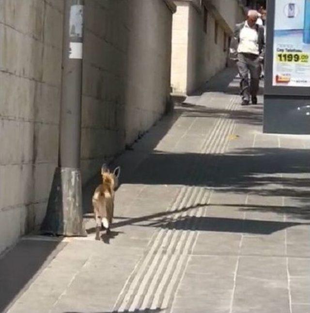 Şehrin Göbeğinde Tilki Kovalamacası