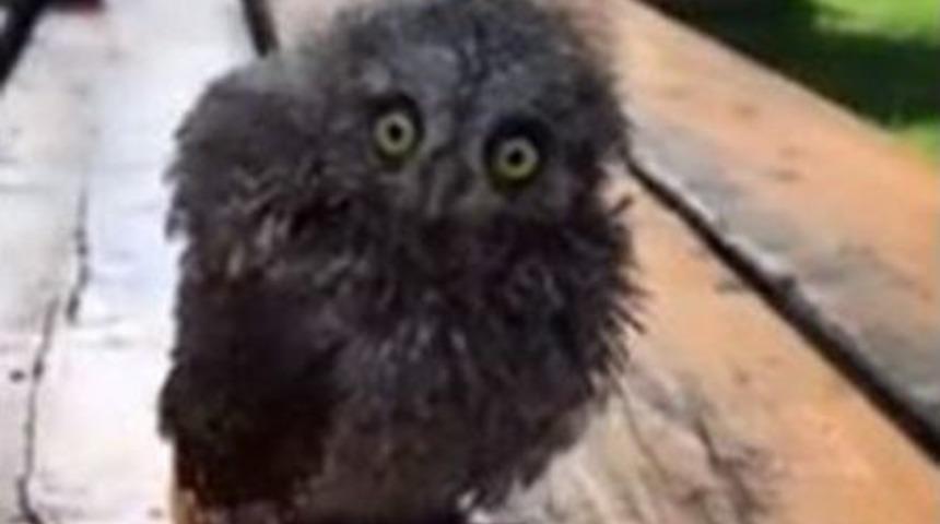 Yaralı Yavru İshak Kuşu Koruma Altına Alındı