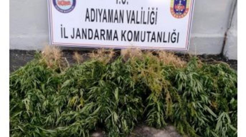 Jandarma Kenevir Ele Ge&ccedil;irdi
