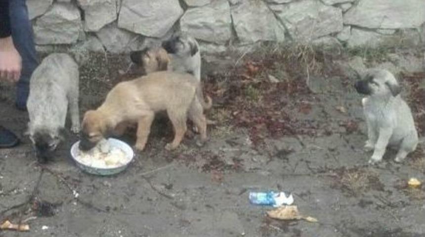 Okul Har&ccedil;lığını Sokak Hayvanlarına Mama Almak İ&ccedil;in Biriktiriyor