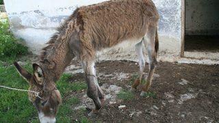 4 Aydır Sahipsiz Olan Engelli Karakaçana Belediye Ekipleri Sahip Çıktı