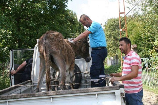 4 Aydır Sahipsiz Olan Engelli Karakaçana Belediye Ekipleri Sahip Çıktı