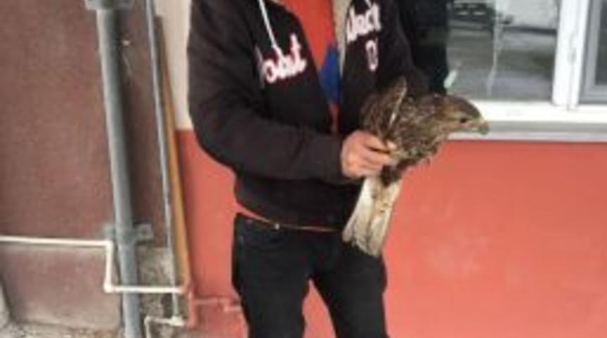 Yaralı Şahinlere Belediye Personelleri Sahip &Ccedil;ıktı