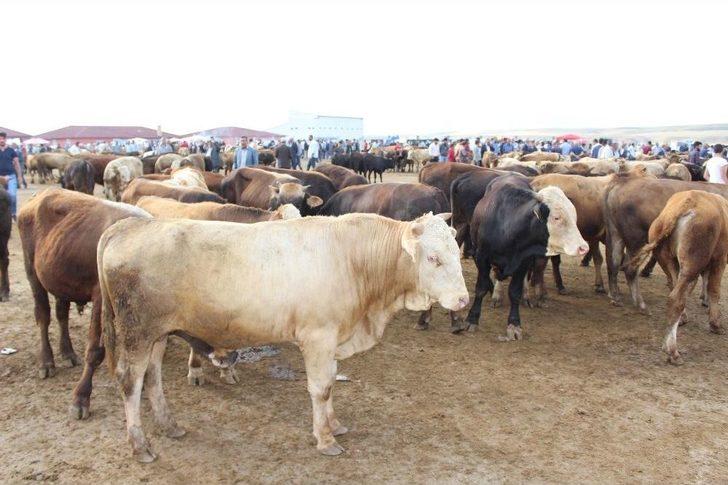 25 Bin Liralık Simental Dana Alana Biri Hediye G1