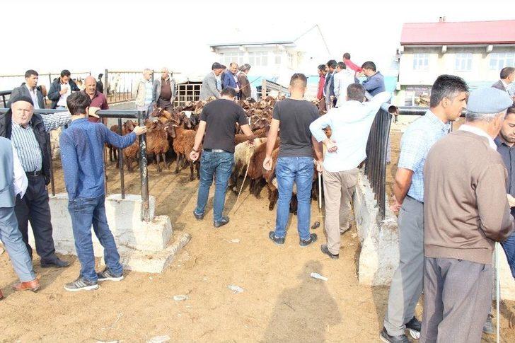 25 Bin Liralık Simental Dana Alana Biri Hediye G2