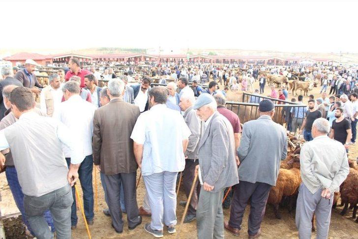 25 Bin Liralık Simental Dana Alana Biri Hediye G3