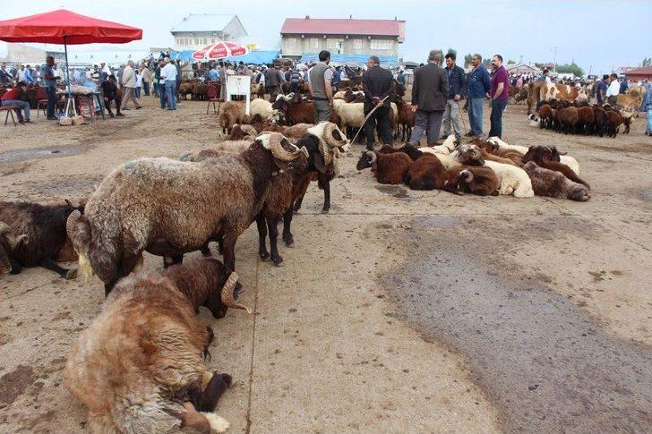25 Bin Liralık Simental Dana Alana Biri Hediye G4