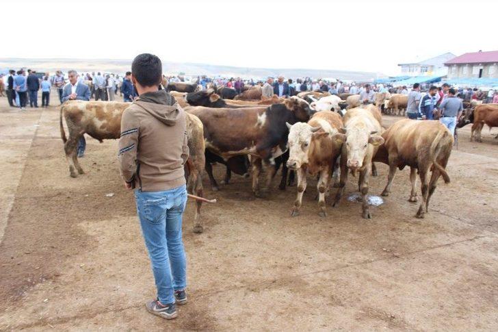 25 Bin Liralık Simental Dana Alana Biri Hediye G5