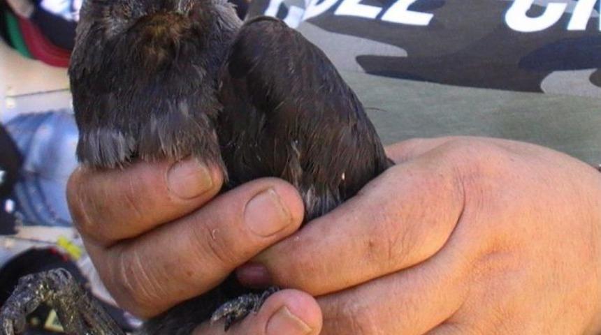 Didim’de Uçamayan Karga Esnafın Maskotu Oldu