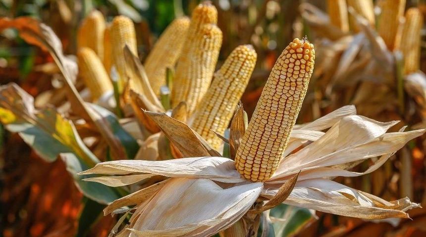 Doğan: "mısır Fiyatı En Az 95 Kuruş Olmalı"