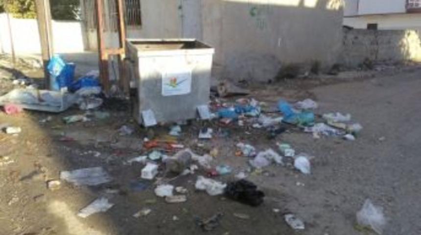 Beşiri’de Sokak Hayvanları Aç Kaldı