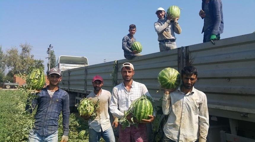 Ge&ccedil;en Yıl Tarlada Kalan Meşhur &Ouml;demiş Karpuzu Bu Yıl 55-60 Kuruştan Satılıyor