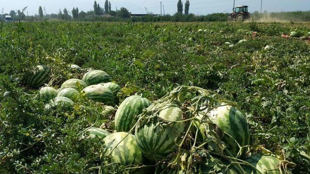 Geçen Yıl Tarlada Kalan Meşhur Ödemiş Karpuzu Bu Yıl 55-60 Kuruştan Satılıyor