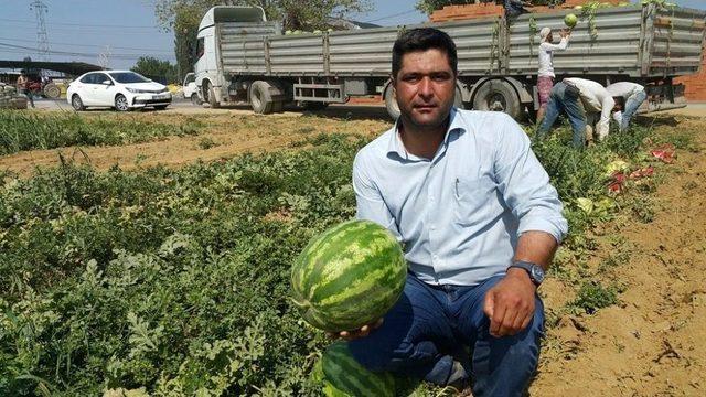 Geçen Yıl Tarlada Kalan Meşhur Ödemiş Karpuzu Bu Yıl 55-60 Kuruştan Satılıyor