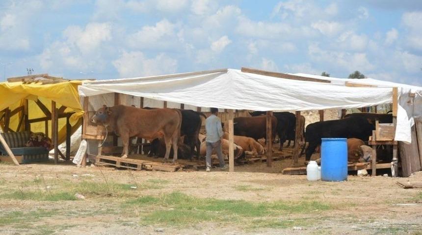 Dilovası Hayvan Pazarı Kurban Bayramına Hazır