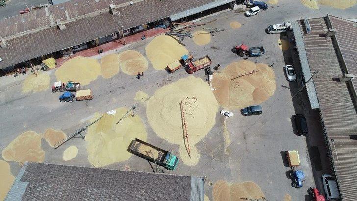 Sivas’ta Buğday Alımları Başladı G1