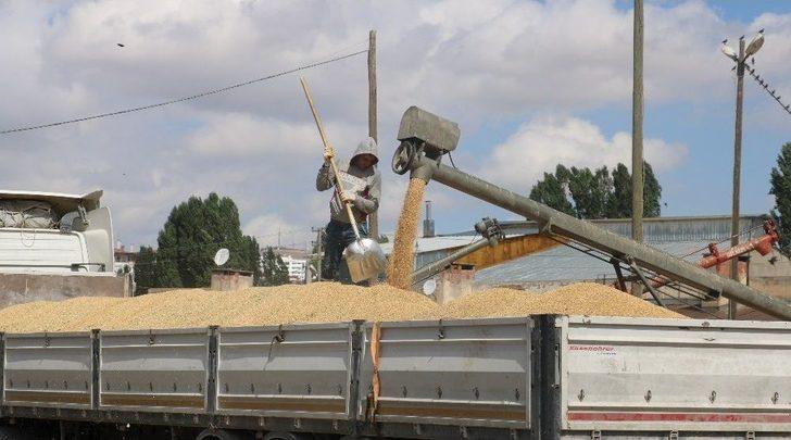Sivas’ta Buğday Alımları Başladı G2