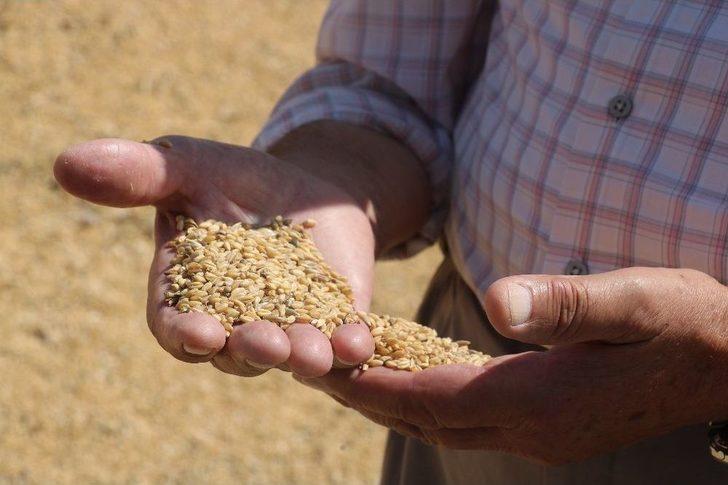 Sivas’ta Buğday Alımları Başladı G4