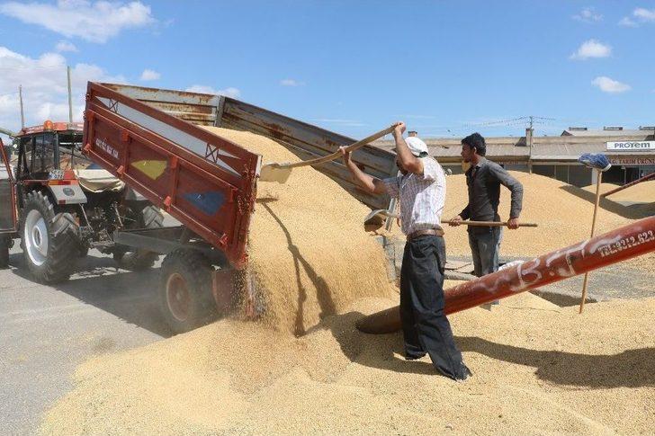 Sivas’ta Buğday Alımları Başladı G5