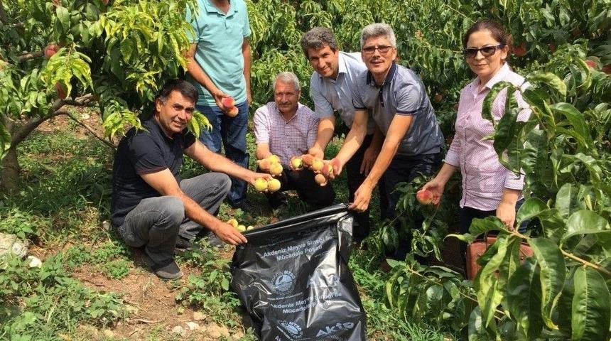 Akdeniz Meyve Sineği İle Poşetli M&uuml;cadele