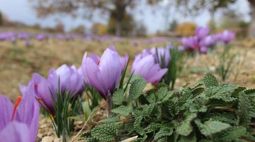 D&uuml;nya Miras Kenti&rsquo;nin Kırmızı Altını Safran Projesi Faaliyete Ge&ccedil;iyor