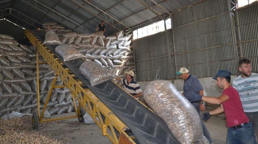 Şuhut&rsquo;ta Haşhaş Kaps&uuml;l&uuml; Hasadı