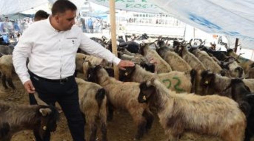 Tarsus&rsquo;ta Kurbanlık Fiyatları Ve Satış Yerleri Belli Oldu
